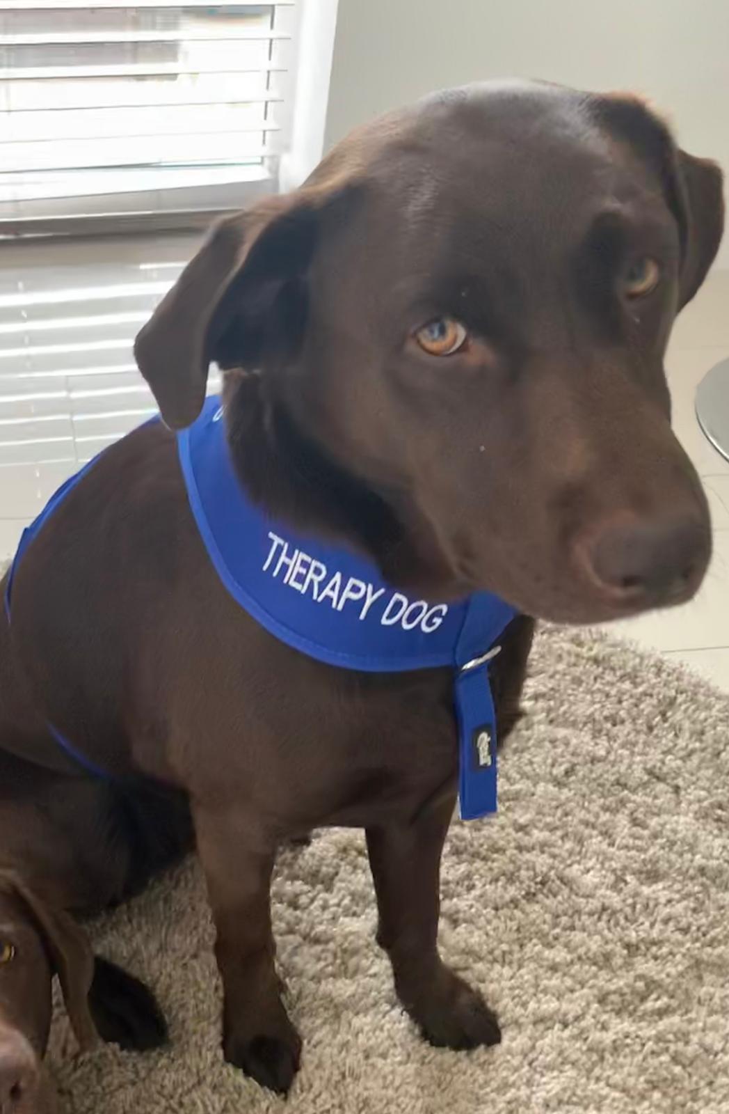 Molly - School Therapy Dog
